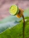 Lotus seed pod Royalty Free Stock Photo