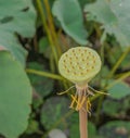Lotus seed pod Royalty Free Stock Photo
