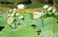 Lotus seed pods