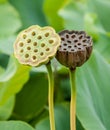 Lotus Seed Pods Royalty Free Stock Photo