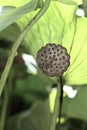 Lotus Seed Pods Royalty Free Stock Photo