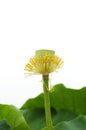 Lotus seedpod Royalty Free Stock Photo