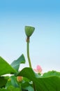 Lotus seedpod