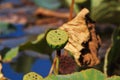 Lotus seedpod close-up