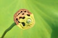 Lotus seedpod Royalty Free Stock Photo