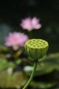 Lotus seedpod in Kew Garden Royalty Free Stock Photo