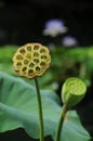 Lotus seedpod in Kew Garden Royalty Free Stock Photo