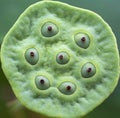 Lotus Seedpod (Macro) Royalty Free Stock Photo