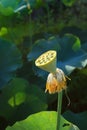 Lotus seedpod in pond Royalty Free Stock Photo