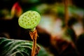 Lotus seeds and lotus leaves in the local park in countryside landscape of Thailand.