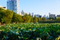 Lotus at the Shinobazu Pond