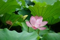 Lotus in Shinto Pond, Ueno Park, Tokyo, Japan Royalty Free Stock Photo