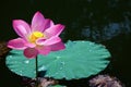 Lotus Royalty Free Stock Photo