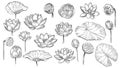 Lotus. Sketch floral composition lotus flowers and leaves, magic flower life symbol, black outline botanical plant hand