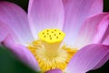 Lotus stamen macro photo Royalty Free Stock Photo