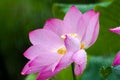 Lotus struck in rain