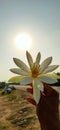 Lotus sun rise hands indian