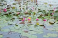 Lotus swamp Royalty Free Stock Photo