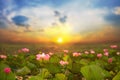 Lotus in the swamps that sunrise at Bueng Lahan, Chaiyaphum province of Thailand Royalty Free Stock Photo