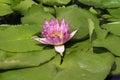 Lotus in thailand