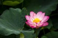 Lotus of Ueno Shinobazu Pond in Tokyo