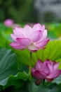 Lotus of Ueno Shinobazu Pond in Tokyo