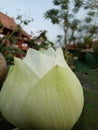 Lotus unbloom flower Royalty Free Stock Photo