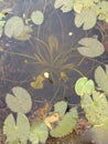 Lotus in under water Royalty Free Stock Photo