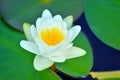 Floating water lily