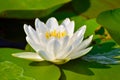 Floating water lily