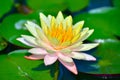 Floating water lily