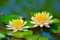 Floating water lily