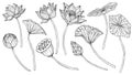 Lotus vector set. Linear drawing with flowers and leaves in black and white colors. Engraved illustration of water lily Royalty Free Stock Photo