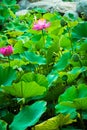 Lotus, vertical shot.