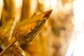 Lotus in Wat Ban Den,the temple in Chiang Mai Thailand