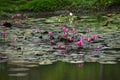 Lotus Water Flowers In the Pond