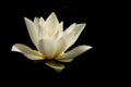 Lotus, water lilly Royalty Free Stock Photo