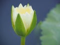 Lotus or water lilly colorful in the pool, it is the flower of July Royalty Free Stock Photo