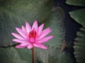 Lotus or water lilly colorful in the pool, it is the flower of July Royalty Free Stock Photo