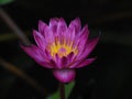 Lotus or water lilly colorful in the pool, it is the flower of July Royalty Free Stock Photo