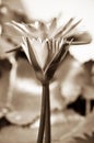 Lotus or water lilly flower - sepia effect