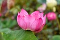 Lotus, Water lilly, Pink lotus flower in pond with copyspace, Natural background concept Royalty Free Stock Photo