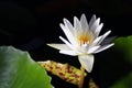 Lotus or water lily black background from ThaiLand.