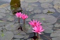 Pink water lily