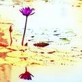 Lotus. Water lily flower Royalty Free Stock Photo