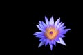 Lotus, water lily flower purple beautiful isolated on black background and clipping path Royalty Free Stock Photo