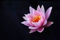 Lotus or water lily, isolated on the black background Royalty Free Stock Photo