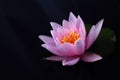 Lotus or water lily, isolated on the black background Royalty Free Stock Photo