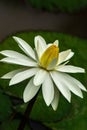 Lotus or water lily Nymphaea Royalty Free Stock Photo