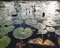 Lotus water lily on water in pond